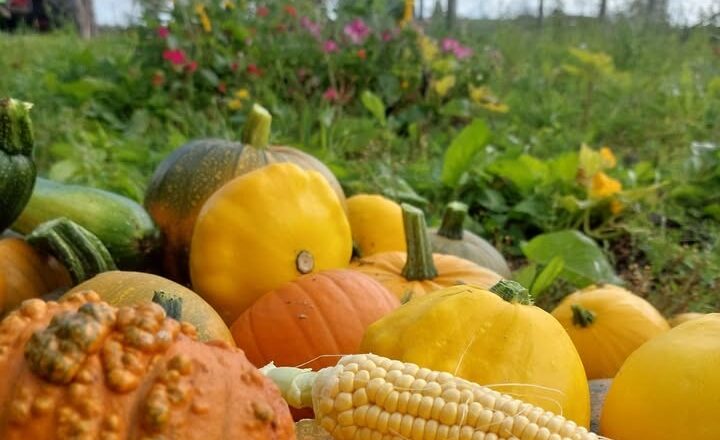 A low-angle photo of a large pile of gourds, pumpkins, and squashes in various shades of yellow, orange, and green. An ear of corn is lying horizontally in the center of the pile. In the blurred background, there's a field with colorful flowers, a small wooden building, and a green tractor. The sky is blue with fluffy white clouds.