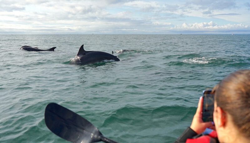 Arbroath Cliff Tours - kayaking, walking and swimming tours of the Arbroath cliffs