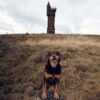 Dog at Airlie Monument, near Kirriemuir