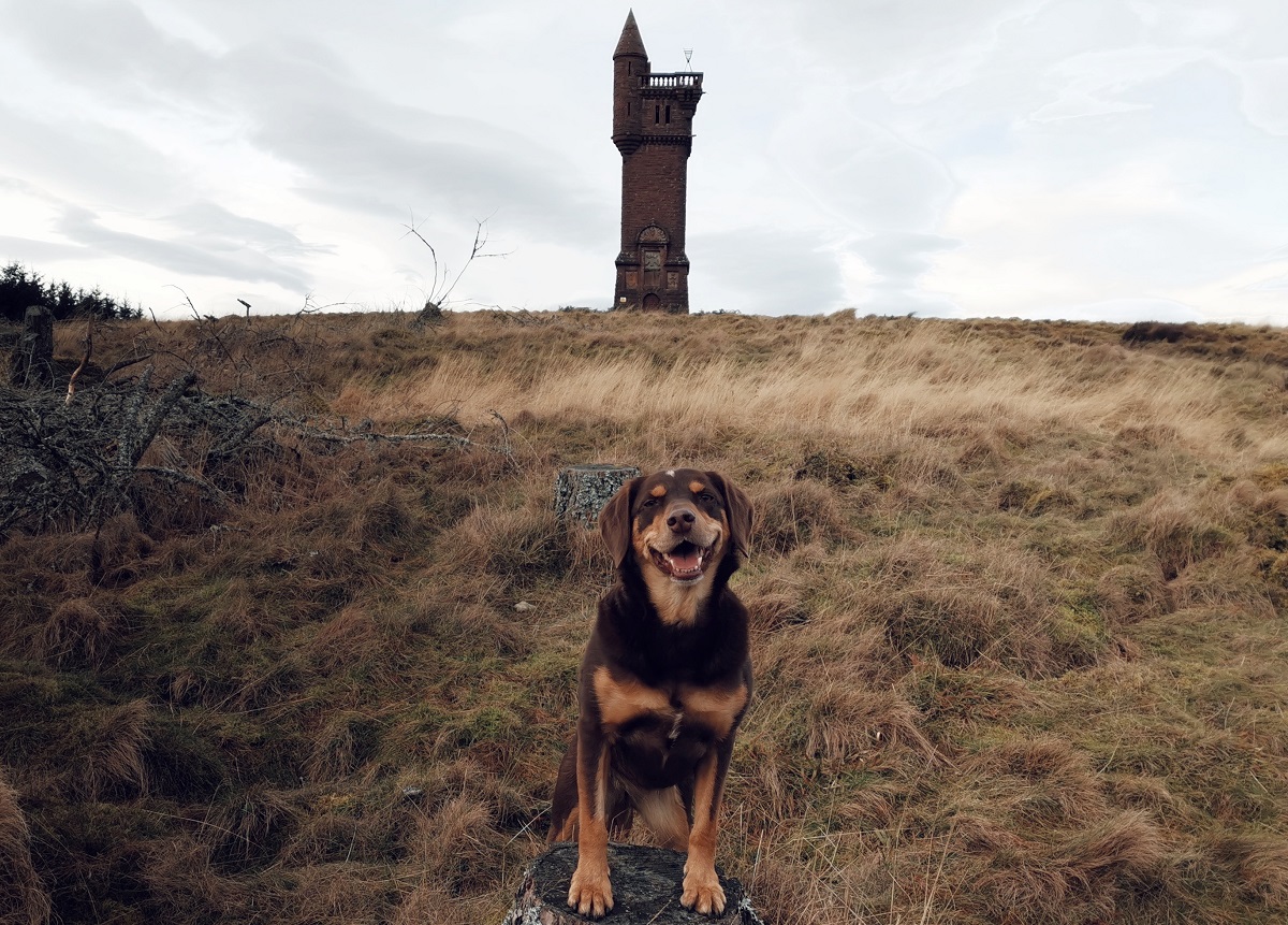 Dog at Airlie Monument, near Kirriemuir
