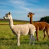 Alpaca Walking Experience, Newton Farm Holidays, near Forfar