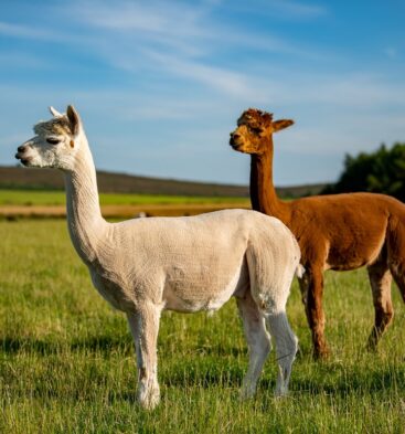 Alpaca Walking Experience, Newton Farm Holidays, near Forfar