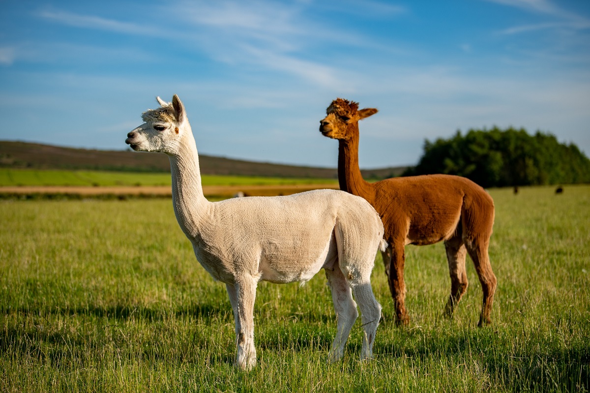 Alpaca Walking Experience, Newton Farm Holidays, near Forfar