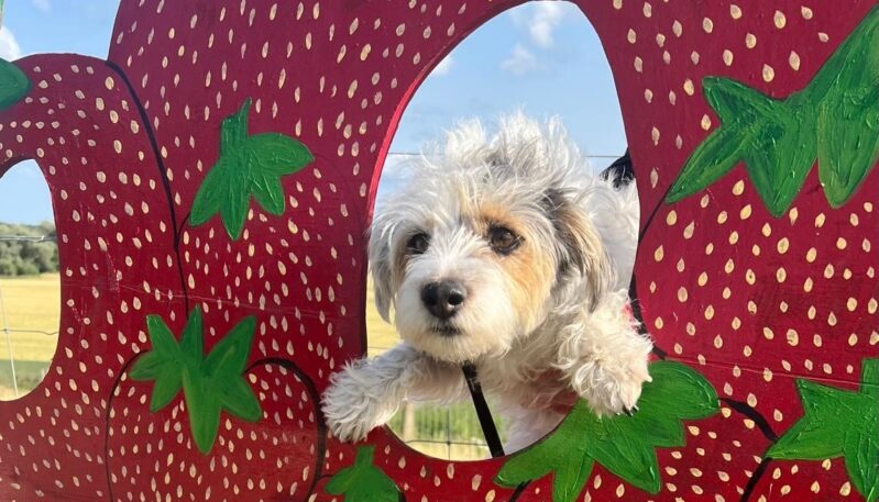 Balhungie Berry Farm, Monifieth