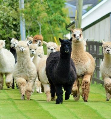 Balnuith Alpacas