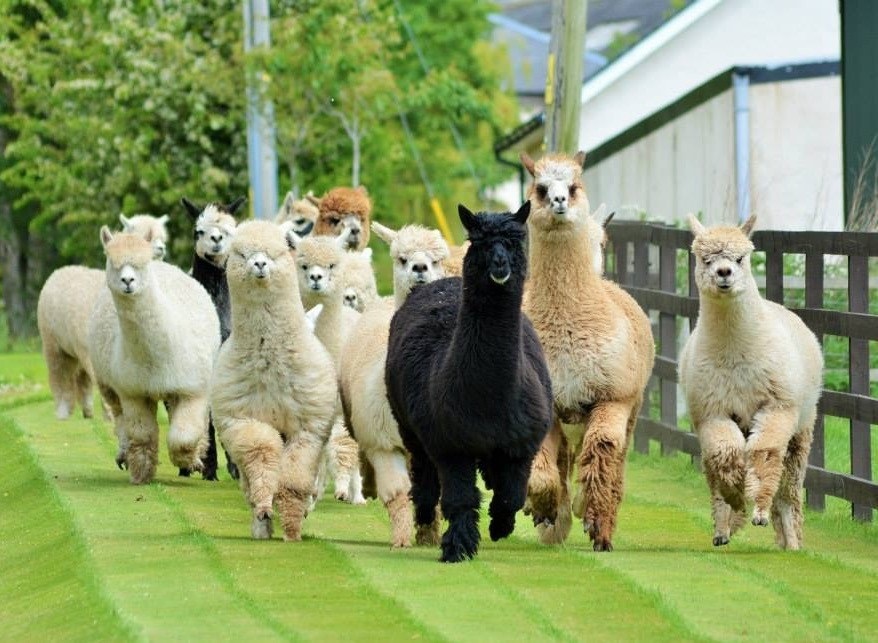 Balnuith Alpacas