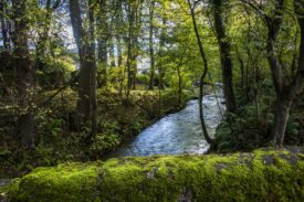 Woodland at Barry Mill, Carnoustie