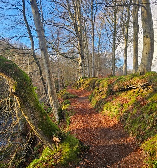 Blue Door Walk, Edzell
