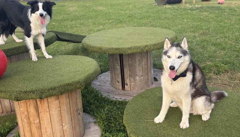 Dogs at Brechin Dog Park