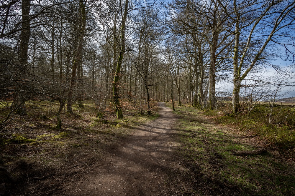 Caddam Woods, Kirriemuir Walking Route