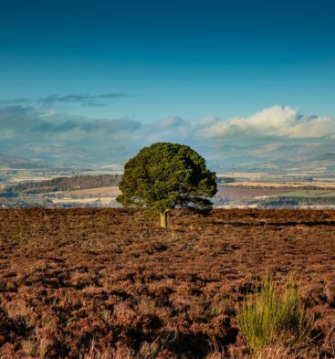 Carrot Hill, near Forfar