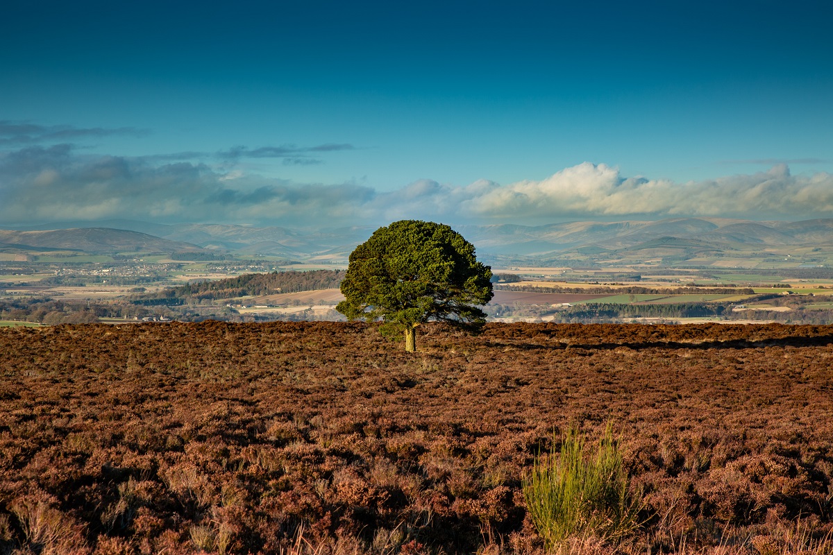 Carrot Hill, near Forfar