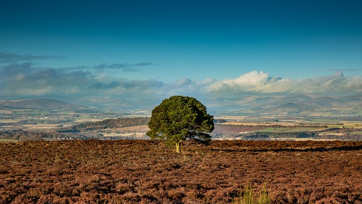Carrot Hill, near Forfar
