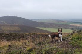 Dog at the Caterthuns