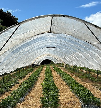 Charleton Farm, near Montrose