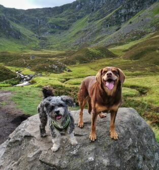 Dog at Corrie Fee