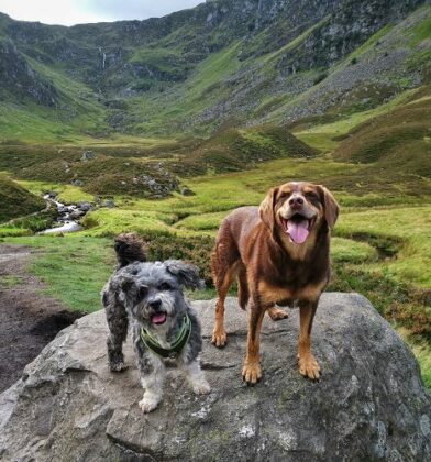 Dog at Corrie Fee