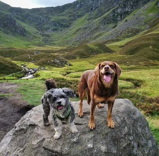 Dog at Corrie Fee