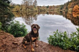 Dog at Crombie Country Park, near Monifieth