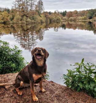 Dog at Crombie Country Park, near Monifieth