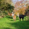 David’s Hill Alpacas, Arbroath