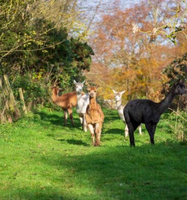 David’s Hill Alpacas, Arbroath
