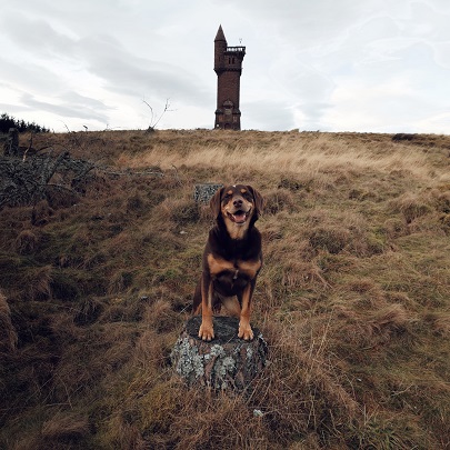 Dog at Airlie Monument