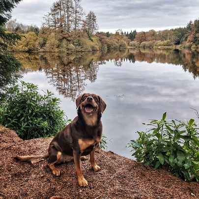 Dog at Crombie Country Park