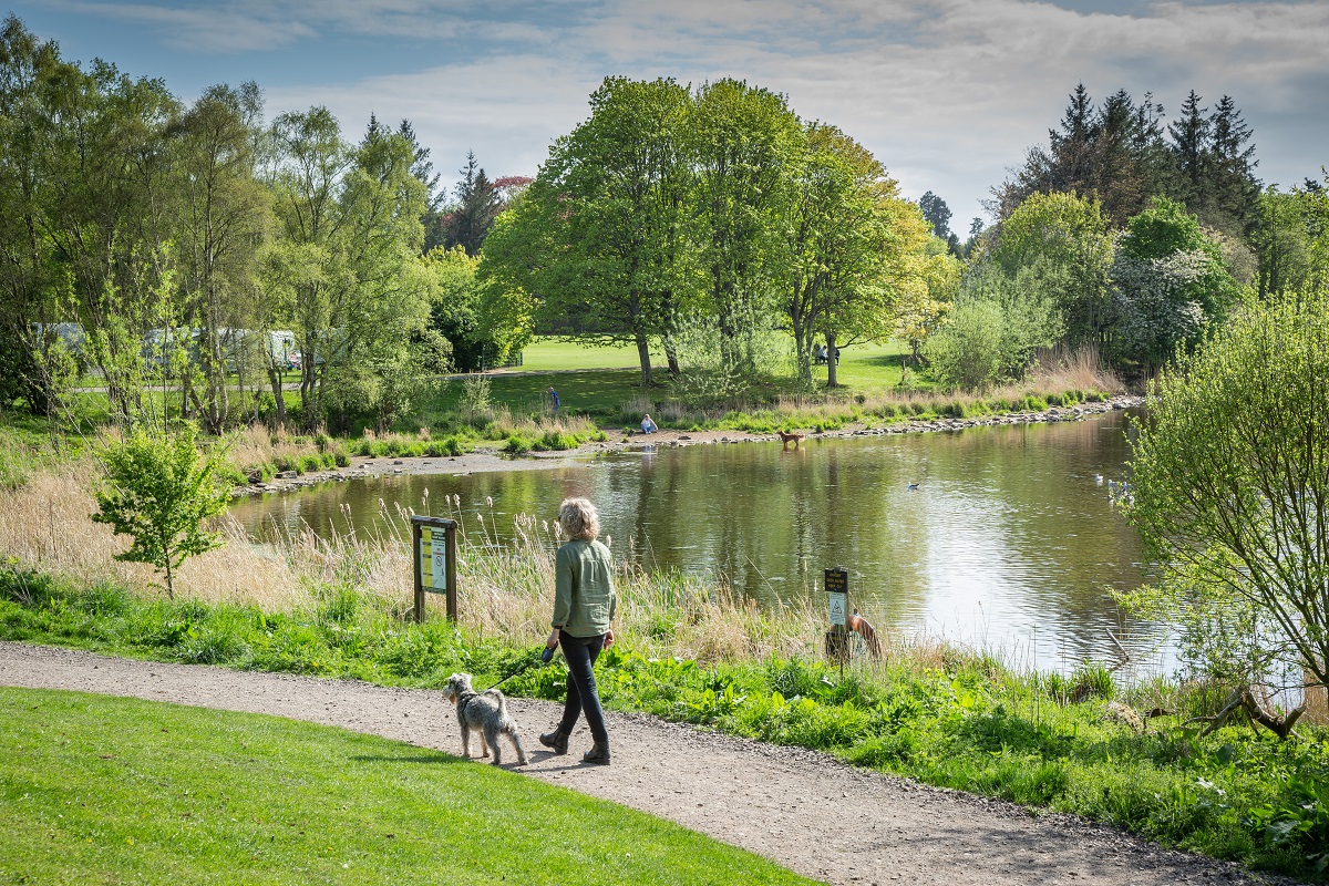 Dog at Forfar Loch