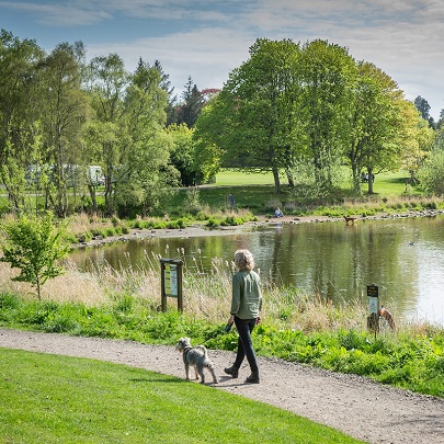 Dog at Forfar Loch