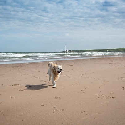 Dog at Montrose Beach