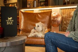 Dog at Wee Bear Cafe