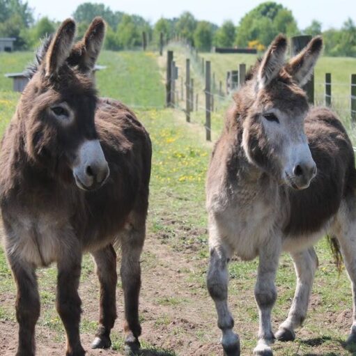 Two donkeys stand side-by-side in a fenced pasture. The donkey on the left is dark brown with a white muzzle, while the one on the right is a lighter brown and white. They are looking directly at the camera. In the background, a fence extends into the distance, and trees and fields are visible under a bright sky.