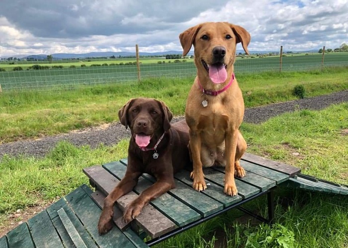 Drumgley Dog Park, Forfar