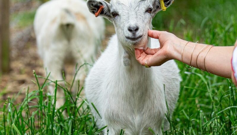 Goat at East Scryne Fruit Farm