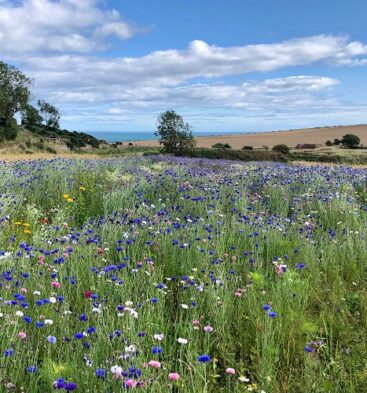 Ethie Mains - Self Catering Accommodation near Arbroath