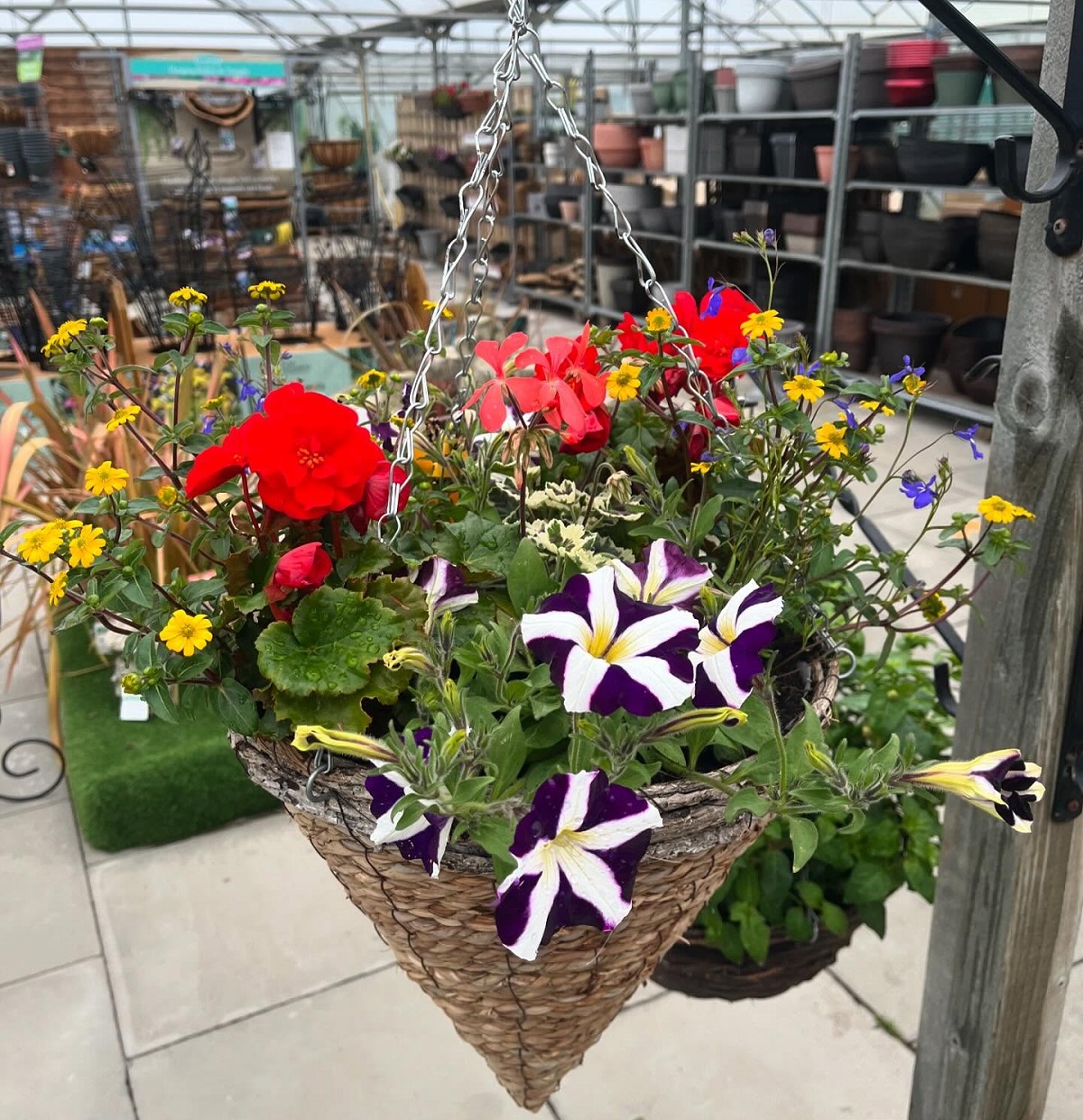 A colorful hanging basket overflowing with a mix of flowers, including red geraniums, yellow bidens, and purple and white petunias. The basket hangs from a metal chain against a blurry background of a garden center with various plants and pottery on shelves.