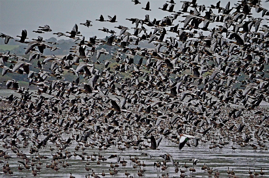 A vast flock of geese is shown in the image, with many birds taking flight. Some of the geese are on the water and mudflats, while hundreds are in the air in a dense cluster. The sky in the background is gray.