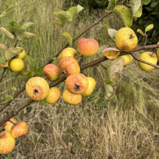 A cluster of small, yellow and red spotted apples growing on the branches of a tree. The branches are surrounded by a natural setting of green grass and foliage.