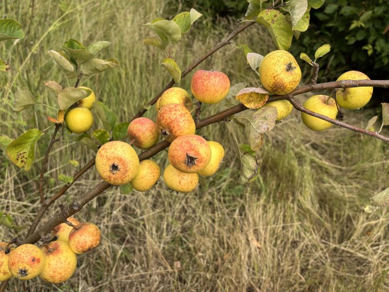 A cluster of small, yellow and red spotted apples growing on the branches of a tree. The branches are surrounded by a natural setting of green grass and foliage.