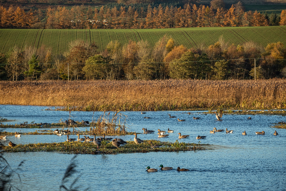 Loch of Kinnordy, Kirriemuir