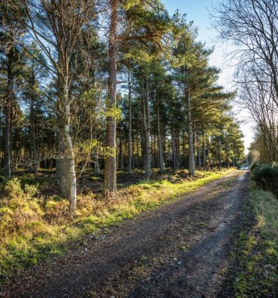 Montreathmont Forest, between Forfar and Montrose