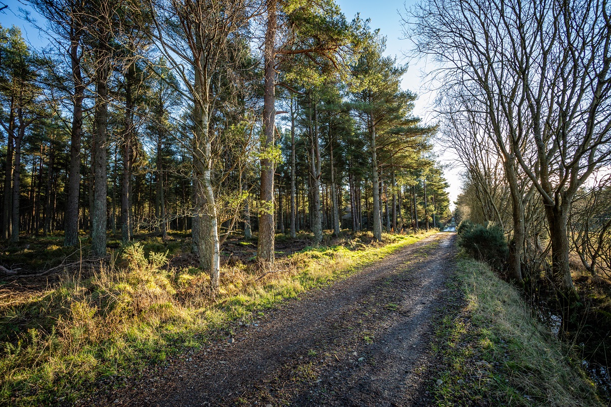 Montreathmont Forest, between Forfar and Montrose