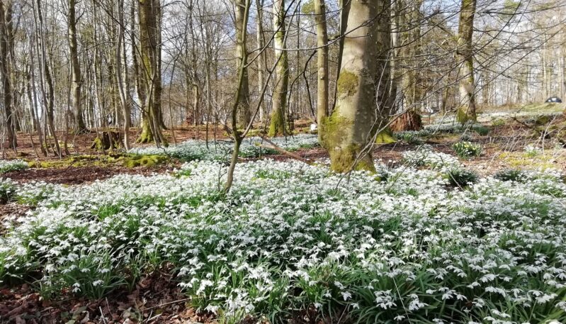 Monument Cottage - Self Catering Accommodation near Carnoustie