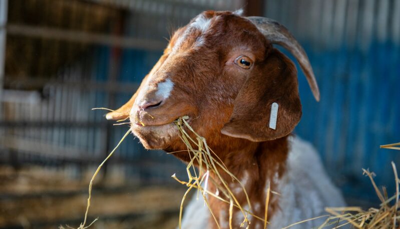 Newton Farm Tours, near Forfar