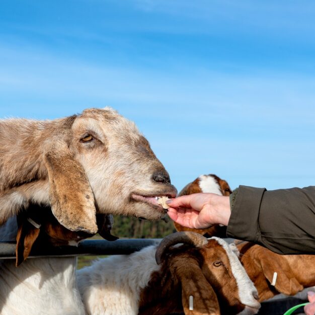 Newton Farm Tours, near Forfar