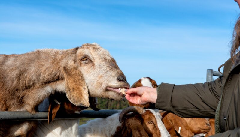 Newton Farm Tours, near Forfar