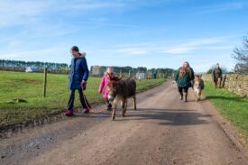 Newton Farm Tours, near Forfar