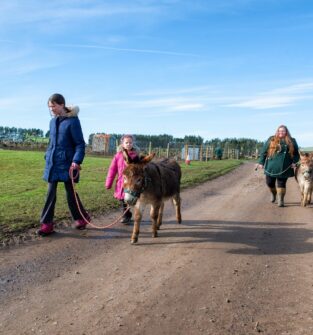 Newton Farm Tours, near Forfar