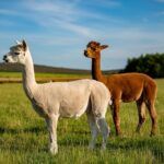 Newton Farm Tours, near Forfar